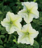 Сурфиния Лайм